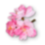 right-side-sakura-small.png